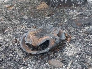 Kuş Cenneti’ndeki Yangında Bazı Hayvanlar Telef Oldu