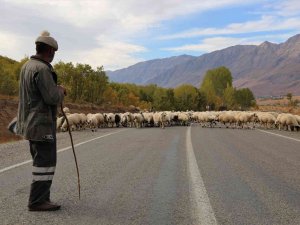 Besiciler 20 Bin Liraya Çoban Bulamıyor