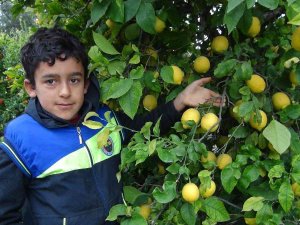 Mersin’de Limon Hasadı Sürüyor