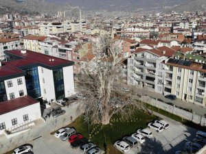 Tokat’ta 5 Asırlık Çınar Ağacı Koruma Altına Alındı