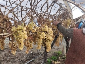 2022 Yılının Son Üzümü 2023 Yılında Kesildi