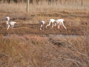 Balıkesir Sahillerindeki Flamingolar İlgi Odağı Oldu