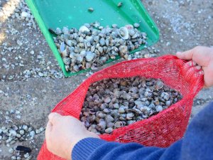 Her Gün Tonlarca Kum Midyesi Avlayıp, Dünyanın Dört Bir Yanına İhraç Ediyorlar