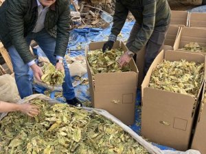 Karacasu’da Tütünler Paketlenmeye Başladı, Üreticiyi Para Kazanamama Telaşı Sardı