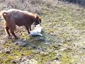 Köpek İle Keçinin Dostluğu Gündem Oldu