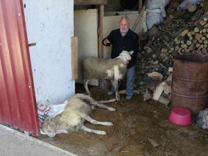 Sokak Köpeklerini Besleyen Alman Vatandaşından, Köpeklerin Verdiği Zarar İçin Örnek Davranış