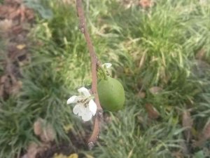 Erik Ağaçları Ocak Ayında Çiçek Açtı