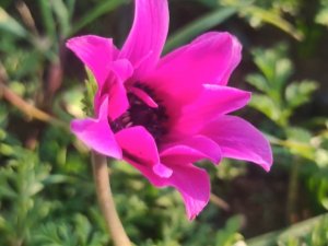 Dağ Laleleri Kış Mevsiminde Çiçek Açtı