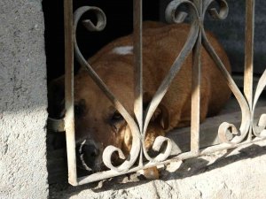 Evin Bodrumunda Mahsur Kalan Köpek İtfaiye Ekiplerince Kurtarıldı