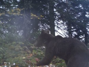 Kış Uykusuna Geçemeyen Bozayılara Karşı Dikkat Uyarısı