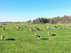 Hem Üreticiye Hem Halka Destek