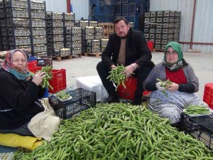 Mersin’den Irak’a Bakla İhracatı