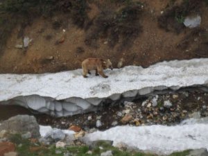 Ayılar Bu Kış Uykusuz Kaldı