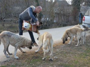 Soğuk Havada Sokak Hayvanlarını Besleme Çalışmaları