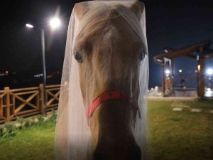Bu Düğünde Gelin Ve Damat Görenlerin Ağızlarını Açık Bırakıyor