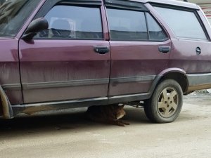 Aç Kalan Çakal Şehre İndi