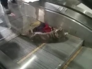 Ayağı Yürüyen Merdivene Sıkışan Kedi Yardım Bekledi