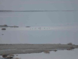 Göller Bölgesinde Kuşların İzini Sürüyorlar