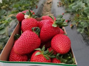 Yalova’da Sermayecik Çileği Üreticisinin Yüzünü Yine Güldürdü