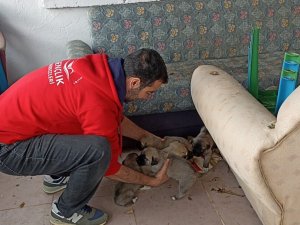 Bingöl’de Bakıma İhtiyacı Olan Anne Köpek Ve Yavruları Barınağa Götürüldü