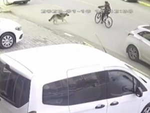 11 Yaşındaki Çocuk Sokak Köpeği Yüzünden Canından Oluyordu