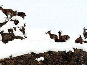 Zirvesi Karla Kaplanan Dağda Gezinen Dağ Keçileri Havadan Görüntülendi