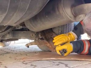 Aracın Alt Kısmında Mahsur Kalan Kediyi İtfaiye Ekipleri Kurtardı