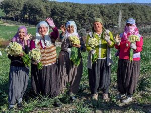 Mersin’de Nergis Festivali Düzenlenecek