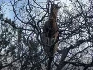 Yanlarına Kadar Gidip Yaban Keçilerini İzleyip Görüntülüyor, Hayvanlar Ondan Kaçmıyor