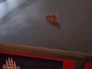 Günlük Simit Ve Poğaça Satışı Yapılan Arabada Mide Bulandıran Görüntü