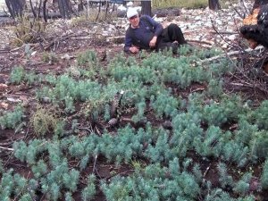 Doğal Sürüm Fidanlara Gözleri Gibi Bakıyorlar