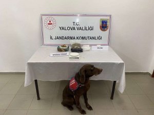 Yalova’da Uyuşturucu Operasyonu: 1 Gözaltı