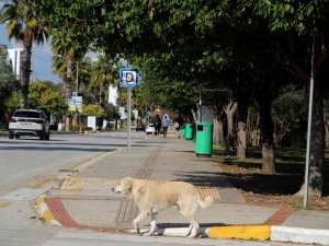 Rektörden, Kampüs İçinde Başıboş Köpek İsyanı