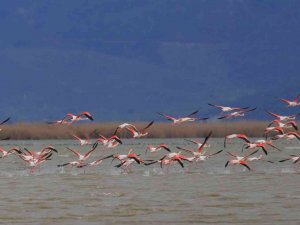 Bafa Gölü’nün Balerinleri, Görsel Şölen Oluşturdu