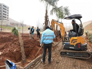Kito Deresinde Ağaçlandırma Devam Ediyor