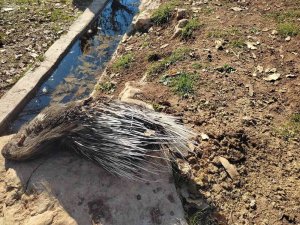 Nesli Tükenme Tehlikesi Altındaki Oklu Kirpi Telef Olmuş Halde Bulundu