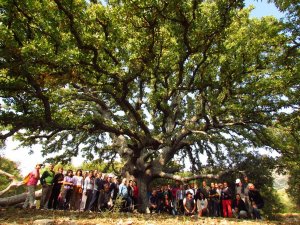 Milli Park Davasında Verilen Karara Doğaseverleri Mutlu Etti