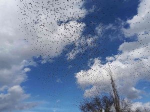 Manisa’da Sığırcık Kuşlarının Dansı Hayran Bıraktı