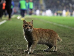 Ankaragücü, Beşiktaş Maçında Beklenmedik Misafir