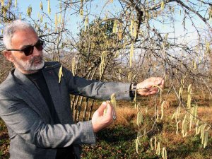 Yalancı Bahara Aldanan Fındık İçin Üreticilere Sigorta Uyarısı