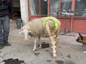 Bacağı Kırılan Koyuna Sanayide Aparat Yaptılar