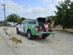 Adana’da 132 Yasaklı Irk Köpeğe El Konuldu