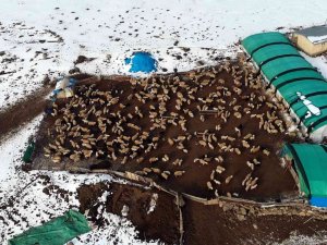 Süt Kuzuları Günde 2 Defa Anneleriyle Buluşturuluyor