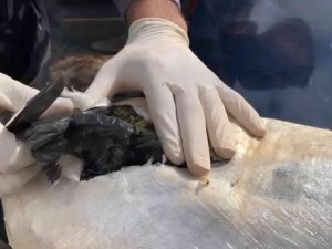 Otomobilin Motor Ve Koltuk Arasına Zulalı Uyuşturucu Ele Geçirildi