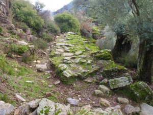 Bilinçsizce Açılan Zeytin Yolları, Aydın Tarihinin İzlerini Yok Ediyor