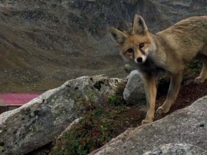 Vatandaşların Başı Kümeslerine Dadanan Tilkiyle Dertte