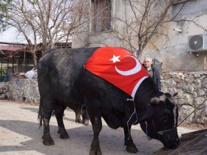 200 Bin Liraya Satıldı, 933,5 Kilo Karkas Et Çıktı