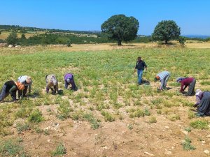 Denizli Kekikten 66 Milyon Dolar İhracat Geliri Elde Etti