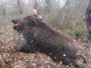 Çaycuma’da 400 Kiloluk Domuz Vuruldu