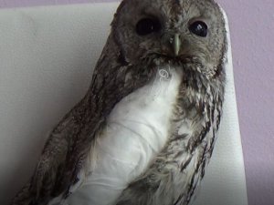 Tunceli’de Yaralı Alaca Baykuşlar Doğa Korumaya Emanet